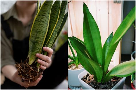 容易養的植物|15種「懶人也種不死」的新手必選植物 「不用每天顧。